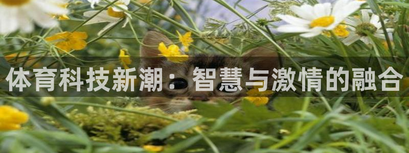 体育科技新潮：智慧与激情的融合